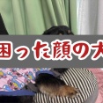 どんちゃん緊急受診。
