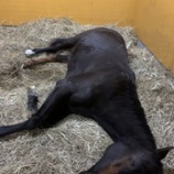 『爆睡』の画像