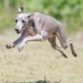 5-14-1　吉川　バディーくん　8歳　南あわじドッグラン・飛行犬撮影所にて
