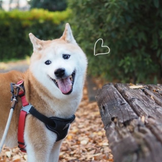 湘南凸凹柴WAN日記