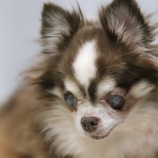 『2/24(土)~2/25(日)オープンします』の画像