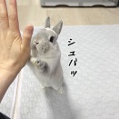 うさぎのルリ(2/10追記)