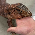 今月のサービスデーは特大サービスやで～