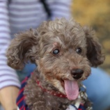 『【里親募集中】トイプードルのパント』の画像