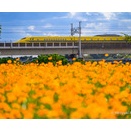 コスモスとDY、そしてミャクミャク電車