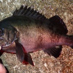  釣果で証明する釣りの理論 ── 私が思うところ。