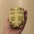 【リクガメ新入荷‼️】