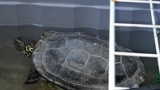 亀飼ってるけど本当に懐くのか？（※画像あり）