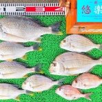 竹村貸舟店【高知県 浦ノ内湾～宇佐～須崎市横浪半島沖の船釣り】釣果情報 & ブログ