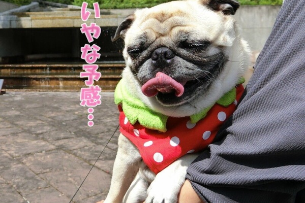 はなパグ