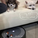 犬はルンバを怖がる？我が家のチワワは攻略法を見つけました。