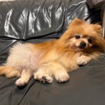 毛玉きょうだい