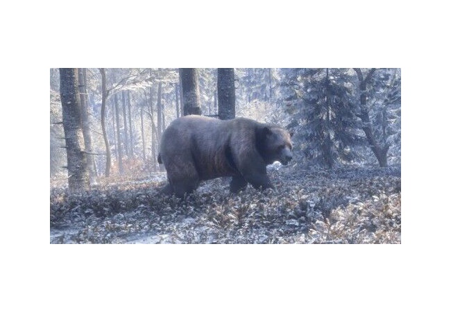 国はいい加減クマ問題なんとかしてくれ