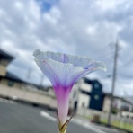 かのんがのん〜毛玉と日々のかけら〜