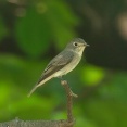 2025年8月24日の野鳥公園