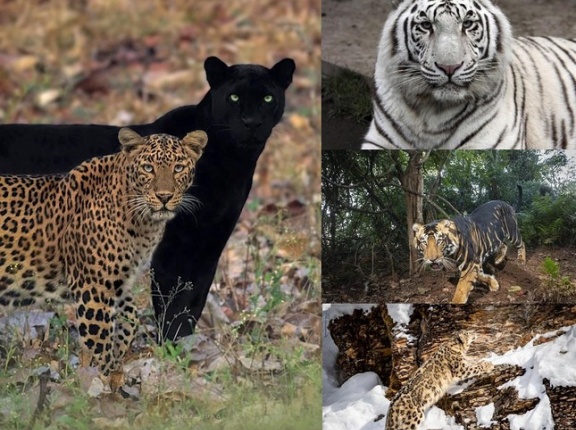 インド人「君達の国のフィクションみたいな見た目の動物といえば何？」