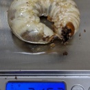 タイワンオオクワガタ高雄縣幼虫ボトル交換