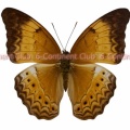マラヤミナミヒョウモン♀ (ボルネオ) Cirrochroa malaya calypso