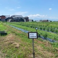 2026年度綿の栽培記録：小暑。開花はじまる