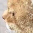 【これは困る】 モペットを駐輪場に置いていた。ちょっとどいてもらえませんか？ → 無理のようです…