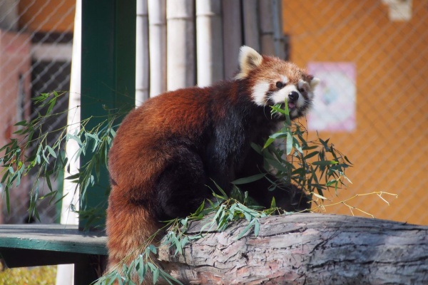 レッサーパンダに会いに行く 羽村市動物公園