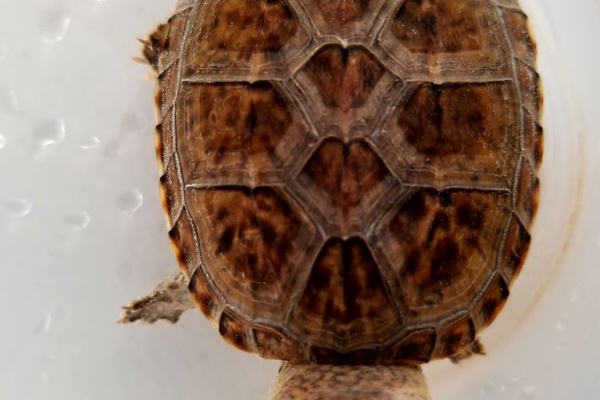 B Zero爬虫類 販売コーナーblog カメ 亀