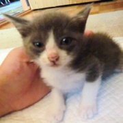 13年前に生まれた8匹の子猫たちの誕生日です～♪