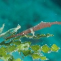 7月14日　ハナミノカサゴ