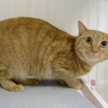 『保護犬&猫の譲渡会のお知らせ』の画像