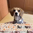 ケイナの修行デーはちょこ華と