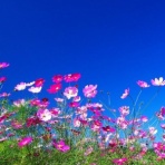 心を大切に（旧思索の木蔭）