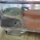 バジェットガエルオタマがカエルになりました！🐸