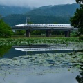 睡蓮と水鏡