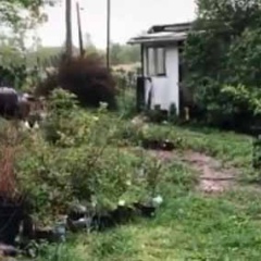 うちの庭にはよくネコが現れる。今日もいるかな？ 庭に向かって呼んでみた → こうなった…