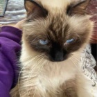 【猫日記】猫の行動で注意が必要な事