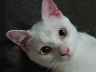 顔違いすぎマロちゃん 20260326