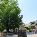 2026天然記念物大銀杏でアオバズクを撮る4🦉📸（足利市鑁阿寺）