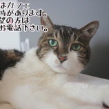 『 【里親募集中】事前予約必須の猫たち』の画像