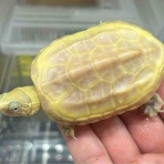 爬虫類倶楽部