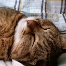 元保護猫レモン！　家に来て4年になりました♡