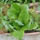 「ロメインレタス」「シュンギク」「ほうれん草」の様子！「二十日大根」種蒔き！