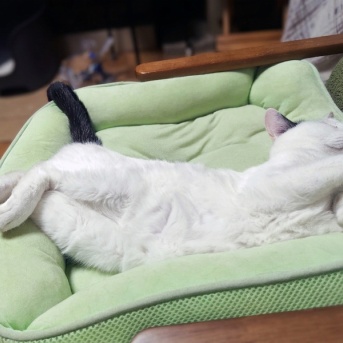 永遠の仔猫　ノリちゃん