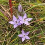 九州北部の山野で見かけた植物（種類別）