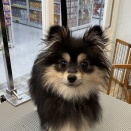 トリミングお便り