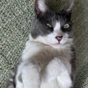 招き猫おみくじと豪華なおせち料理