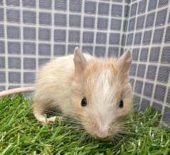 	 新しい小動物の紹介です🐹