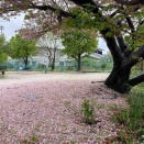 雨上がり南吉田公園の桜を見る