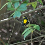 鳥写真マンガ