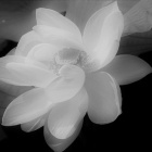 『花散歩・夏　９　B＆W』の画像