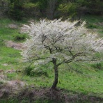 ハイキングさ　あべじゃ